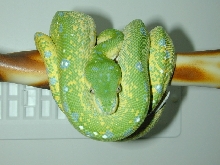 chondro